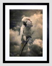 PHOTO ANIMAL COMPOSITION PORTRAIT COCKATOO CLOUD FRAMED ART PRINT B12X12999