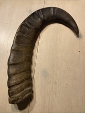 Horn Sheath  (Cow Or Ox Or