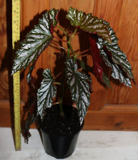 Angel Wing Begonia Cane Stem Begonia Down Home House Plant in a 0.3 Litre Pot
