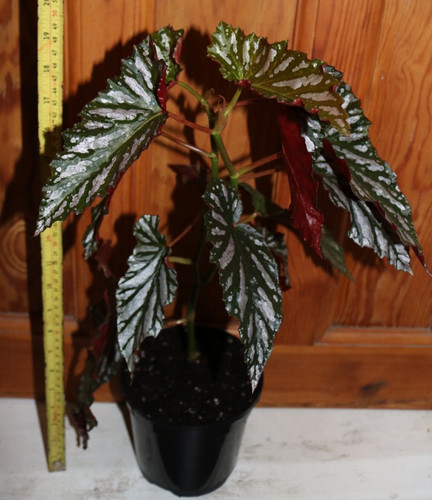 Angel wing begonia cane - begonia,