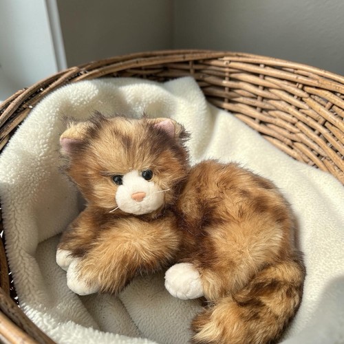 Tabby cat kitten ginger - cat,
