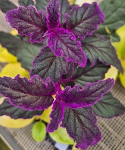 Gynura aurantiaca velvet - gynura,