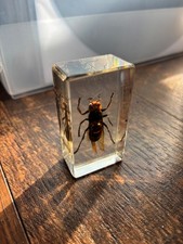 1.6" Real Asian Giant Hornet -