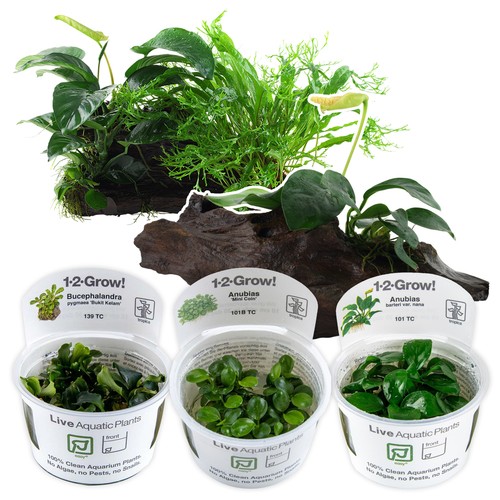 Tropica live aquarium plants - aquarium,