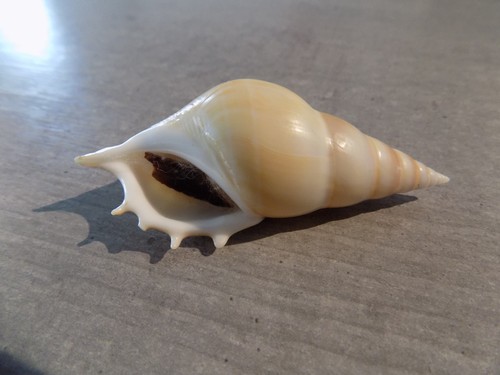 Shell new rostellariidae - shell:,