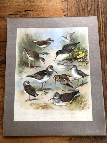 1900s large cromolithograph - , of