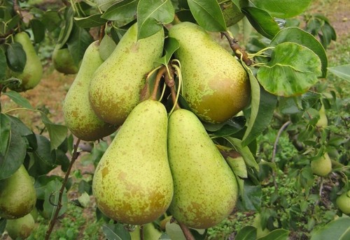 Pyrus communis conference - pyrus,