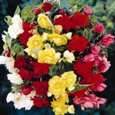 20 Begonia Pendula Trailing
