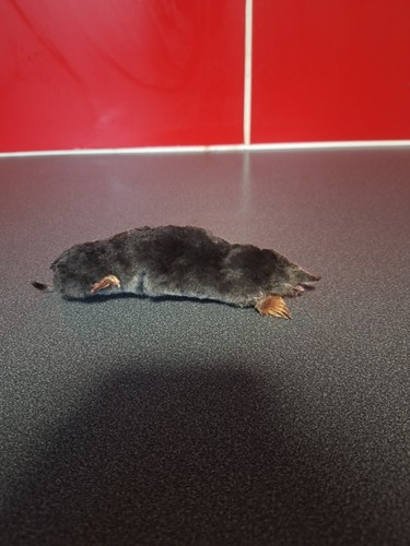 Taxidermy mole talpidae - taxidermy,