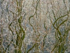 10 x  - Corkscrew Willow