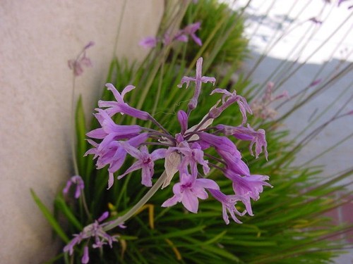 Tulbaghia violacea society - tulbaghia,