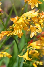 Crocosmia 'Coleton Fishacre'