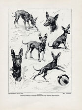 ENGLISH TOY TERRIER "FROLICS" LOVELY ORIGINAL DOG ART PRINT PAGE FROM 1934