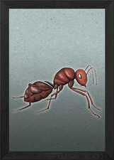 Red ant Framed Wall Art Poster