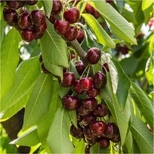 Dwarf Patio Stella Cherry Tree, In a 5L Pot, Miniature & Self-Fertile