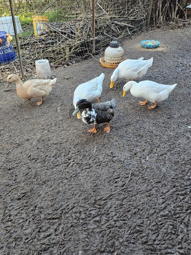 Duck hatching eggs barnyard - duck,