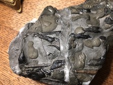 Ichthyosaur Pyrite Lyme Regis