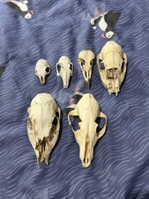 Skull Bundle Deer Squirrel