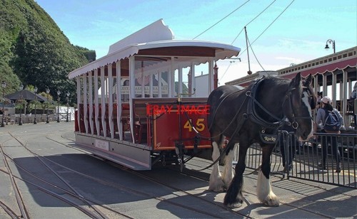 Photo horse drawn tram - horse,