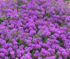 Verbena Tenuisecta - 50 Seeds