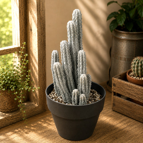 Rare euphorbia abdelkuri - rare,
