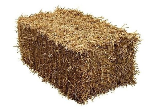 Barley straw - barley,