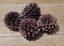 Extra Large Pine Cones 8-12cm