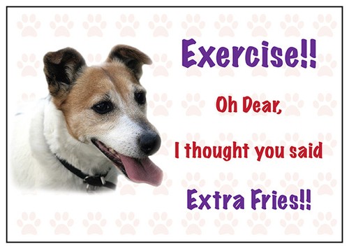 Funny jack russell dog vinyl - funny,