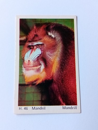 Dandy chewing gum cards 3 - chewing,