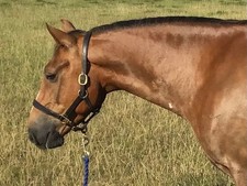 Heritage Bespoke Saddlery Dark Havana English Leather headcollar - size PONY
