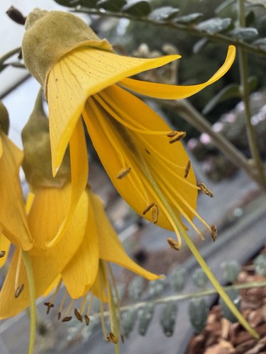 Sophora microphylla sun - sophora, king'