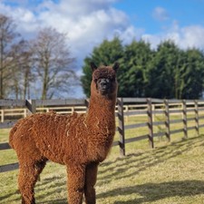 Rumour's Brown Huacaya Alpaca