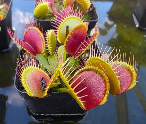 Venus flytrap deep red - venus,
