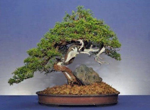 Sitka spruce bonsai - sitka, starter