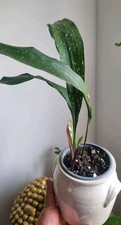 ASPIDISTRA ELATIOR MILKY WAY