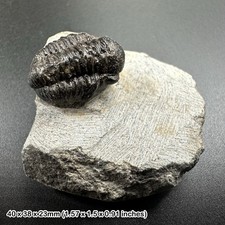 Gerastos Trilobite Fossil -