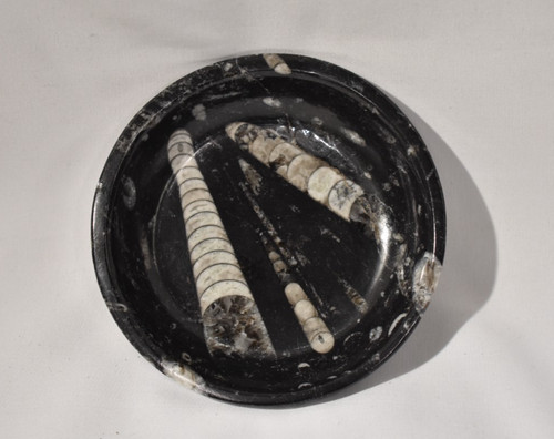 Unique orthoceras fossil black - unique,