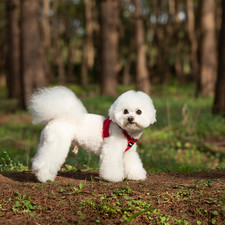 Puppy Breathable Mesh Harness Soft Puppy Vest Chest Strap XXXS-L UK POST