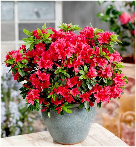 Dwarf japanese azalea - azalea, japonica