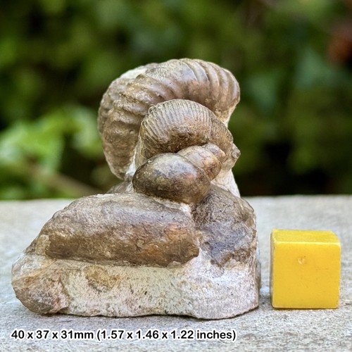 Rare block fossil - rare, of