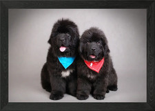 Two Newfoundland puppies