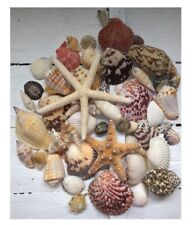 Assorted Mixed Seashells Set of 50 with Knobbly Pointer Starfish and Scallops  