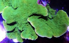 Green Monti Montipora plating SPS Coral Frag Reef not Soft LPS Hammer Torch Mush