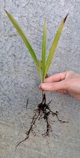 2x Trachycarpus Fortunei Hardy Palm Tree Seedlings, 3 Year Old Baby Plants 