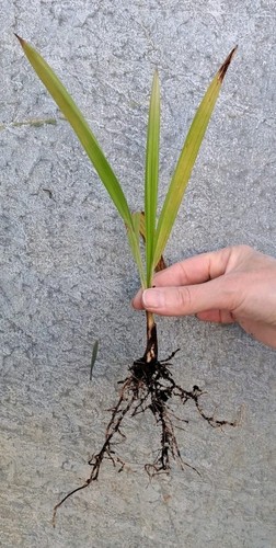 Trachycarpus fortunei hardy - 2x,