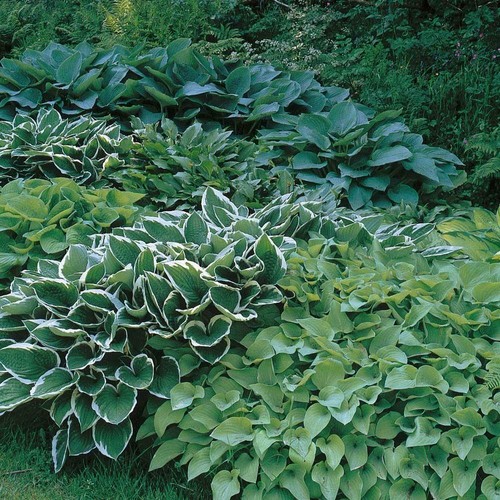 Pack mixed hosta - mixed,