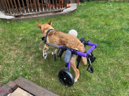 Virbraroo adjustable dog - virbraroo,