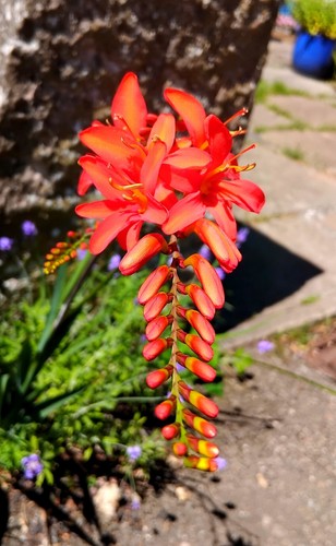 40x red crocosmia - 40x, bulbs