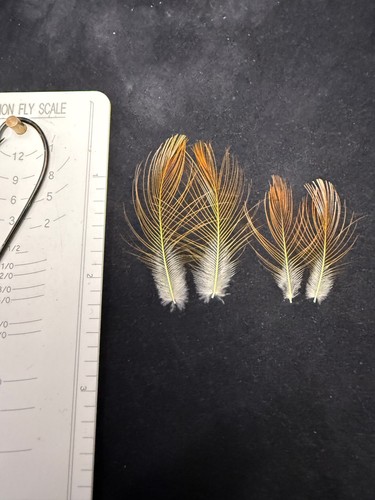 Flamed bower bird feathers - bower,