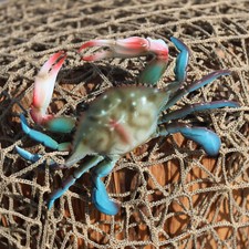 2- Small BLUE CRABS,Beach